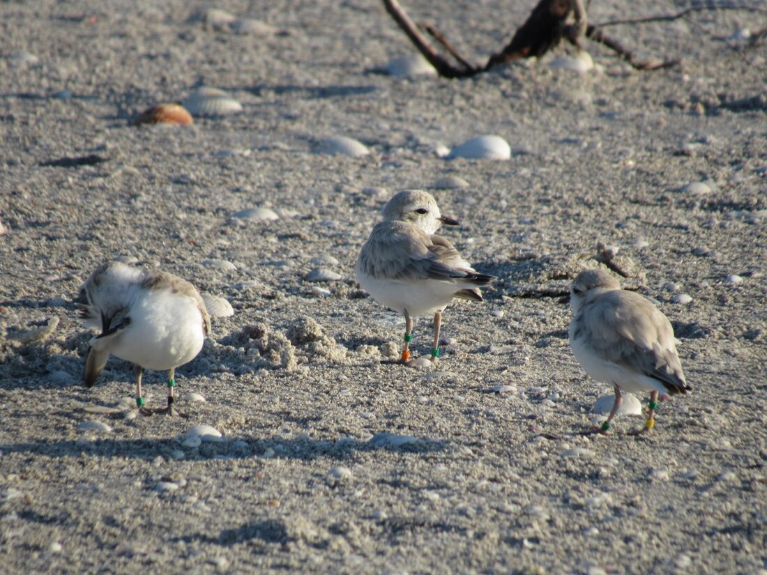Following Sanibel's snowy plovers | News, Sports, Jobs - SANIBEL-CAPTIVA - Island Reporter, Islander and Current - Vimarsana News